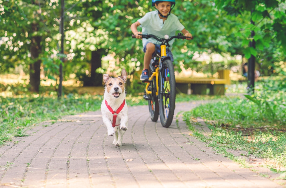 Do Dogs Get Sore Muscles From Exercise? Vet-Verified Facts & FAQ