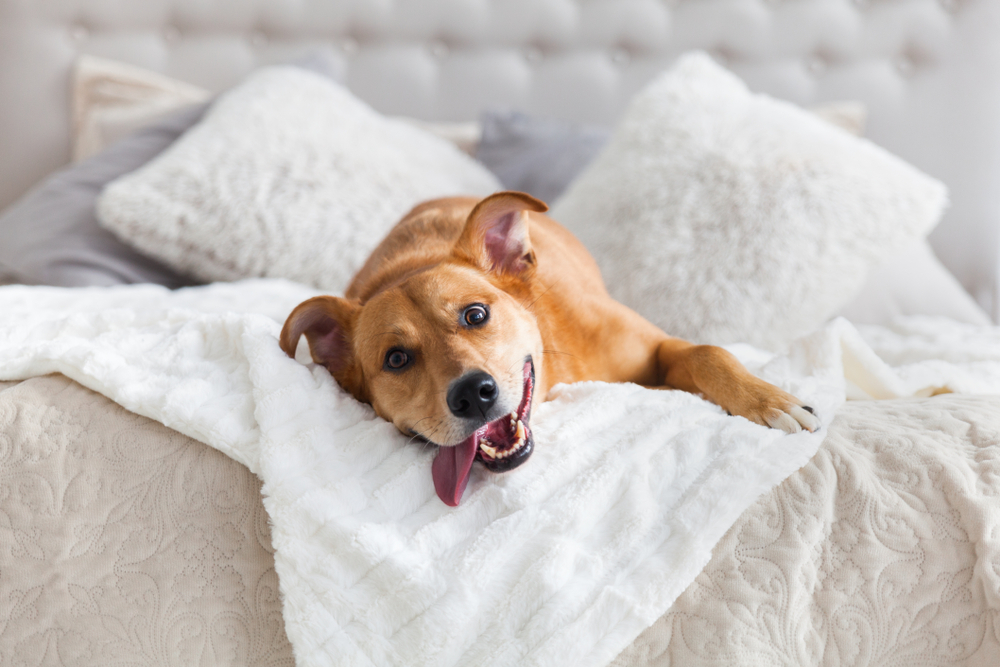 Why Does My Dog Take Up the Whole Bed? 4 Vet Reviewed Reasons & Solutions