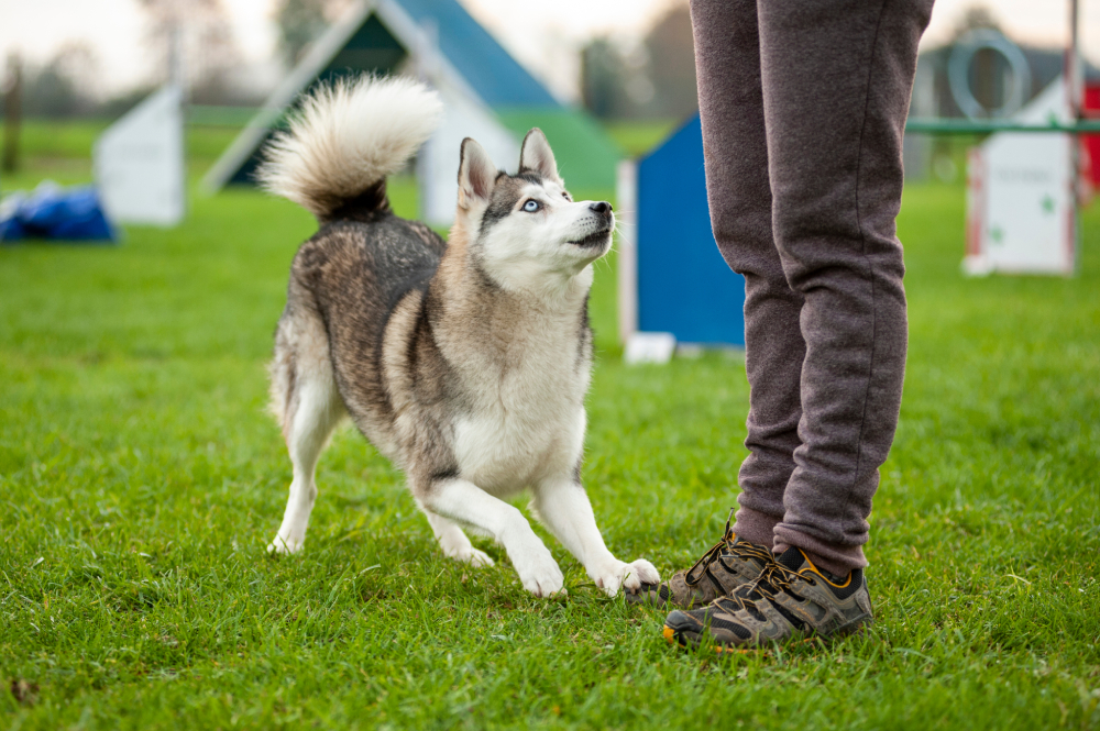 Why Does My Dog Bow to Me? 5 Vet-Reviewed Reasons