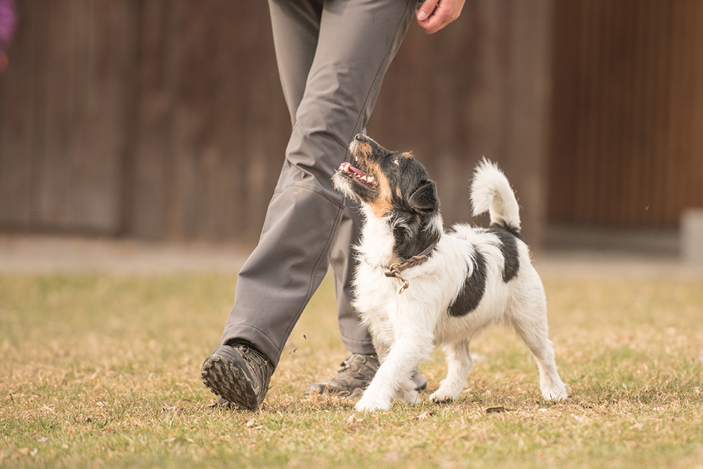 Why Dogs Are Better Than Kids: 14 Ways