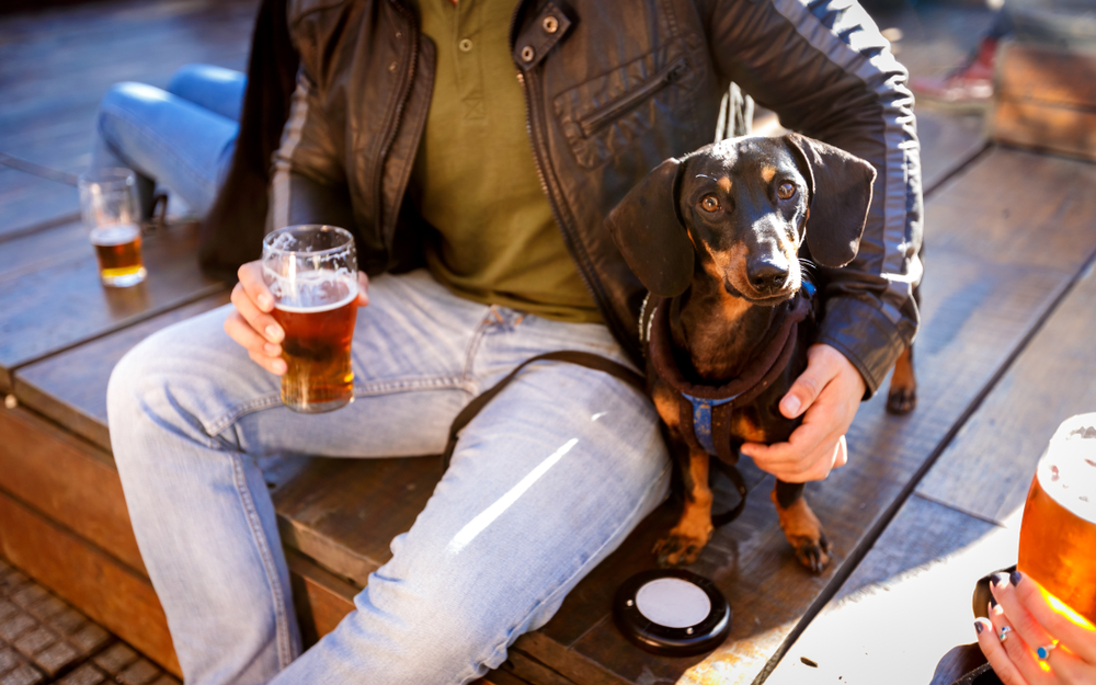 8 Dog Friendly Breweries in the USA (2026 Guide)