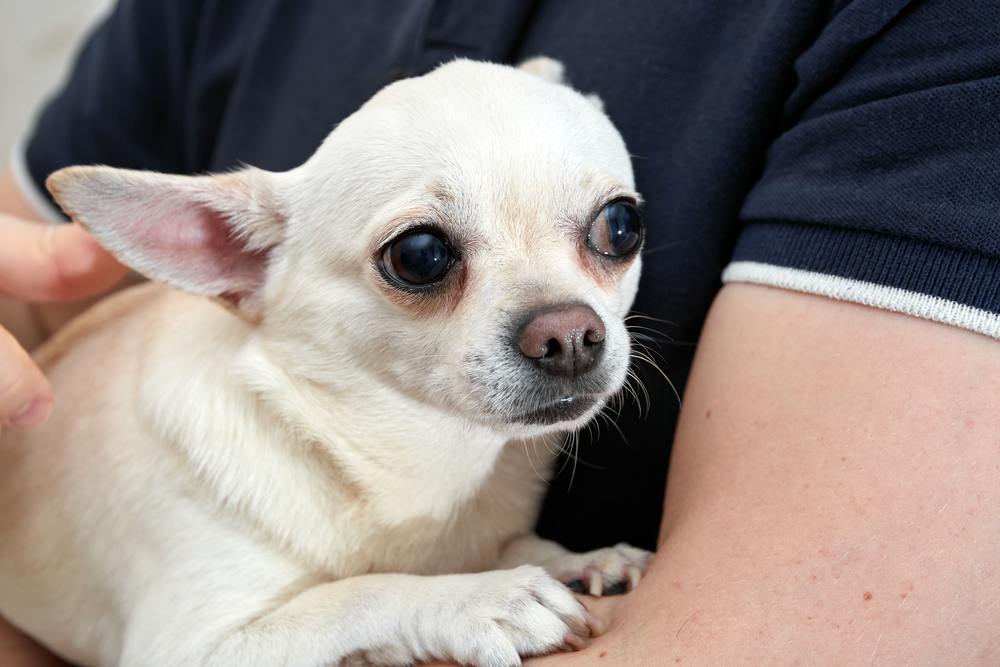 How to Protect Your Dogs From Rattlesnakes: 5 Vet Reviewed Tips