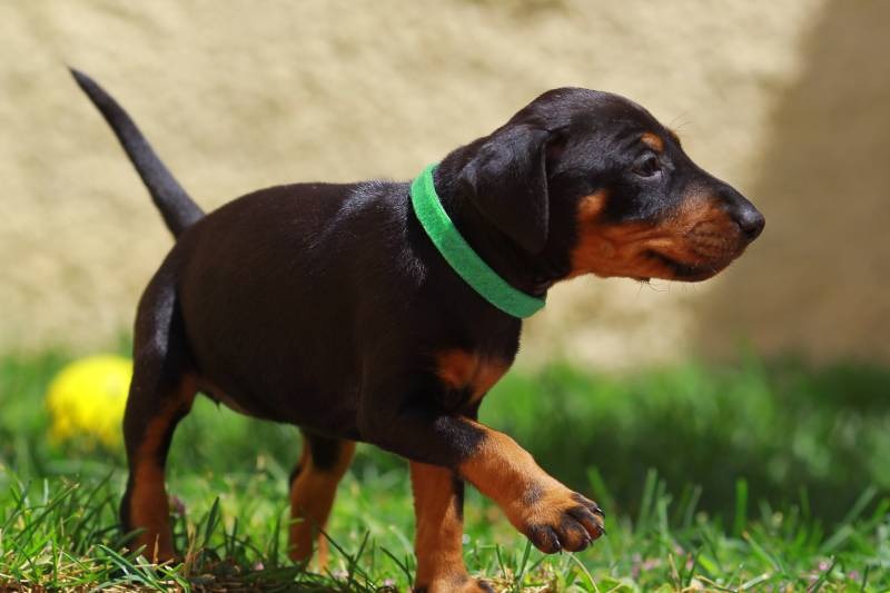 Manchester Terrier