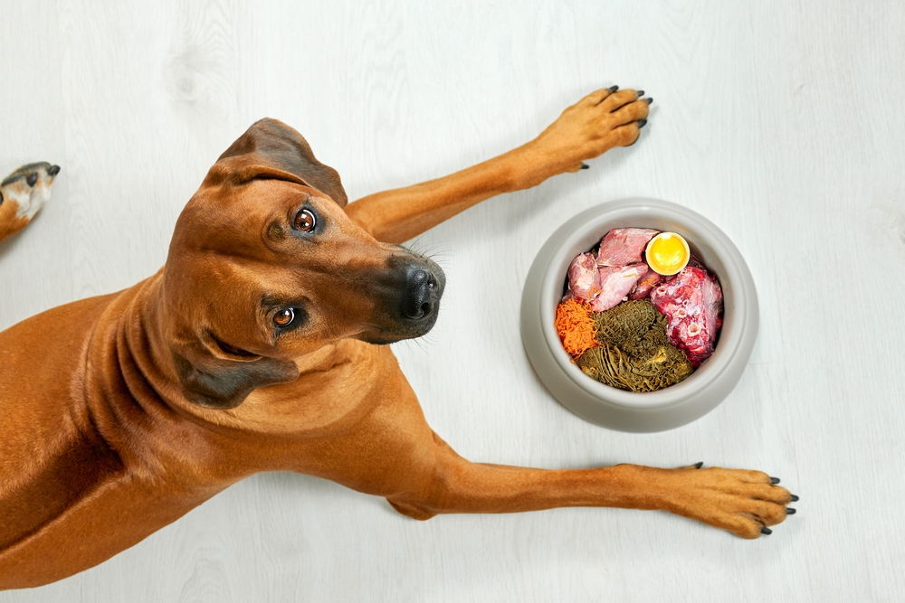 How to Improve Your Dog's Diet: 12 Vet-Approved Tips