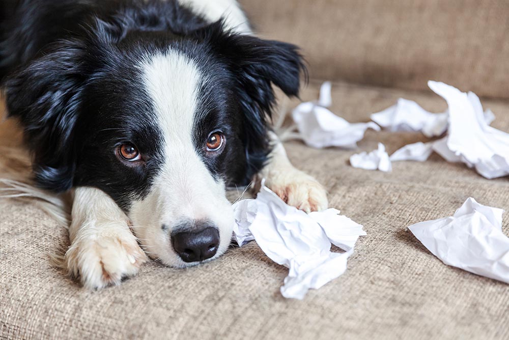 Why Do Dogs Eat Paper? 8 Vet-Reviewed Reasons