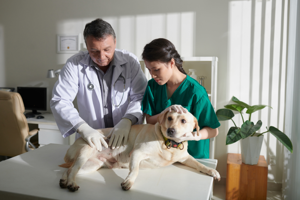 How to Prevent Bloat in Dogs: Vet-Verified Facts & FAQ