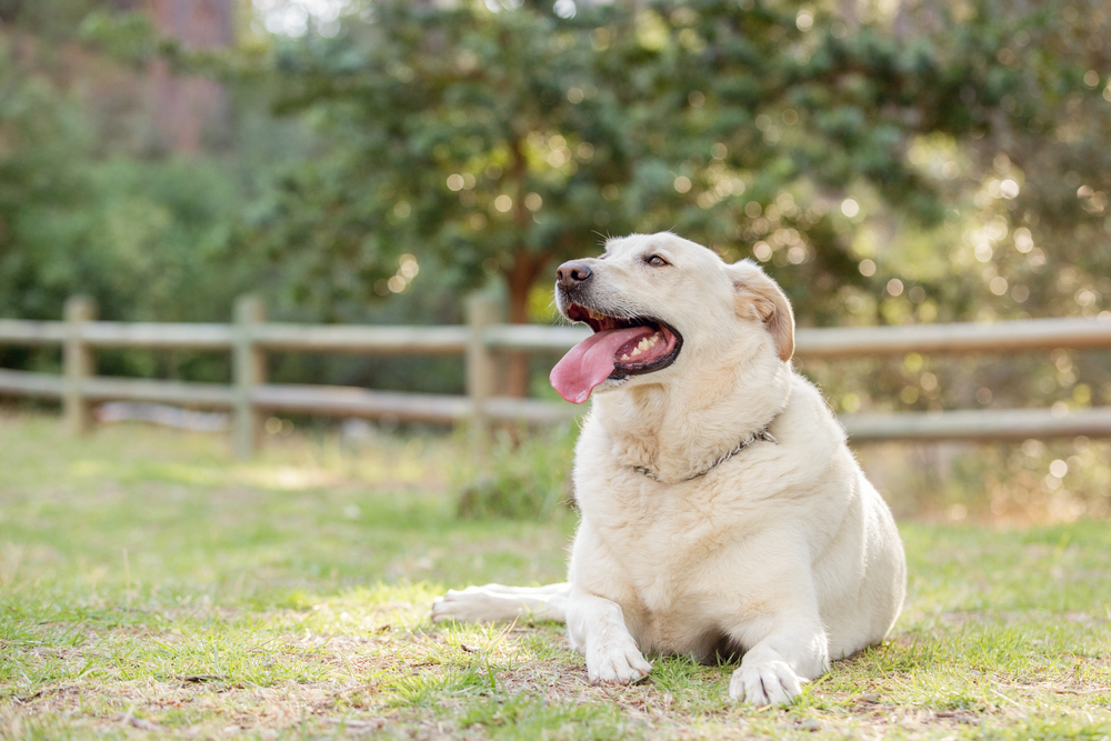 My Dog Is Overweight: What Should I Do? 6 Vet-Approved Tips