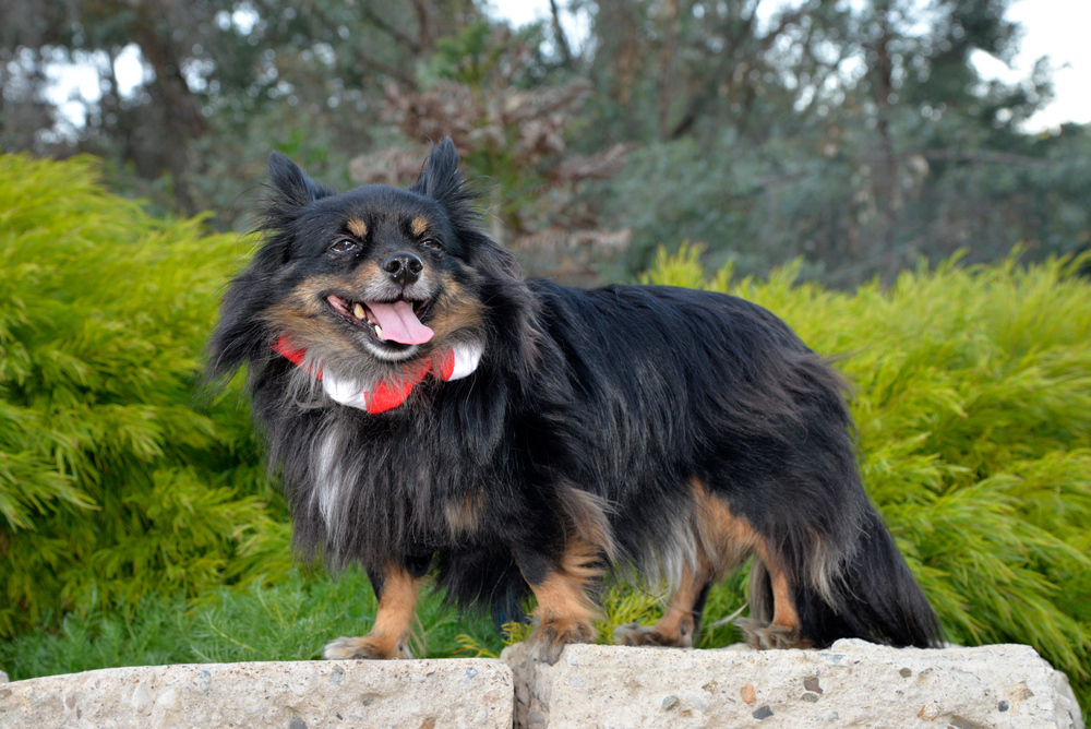 Papillon Maltese mix breed dog in the park
