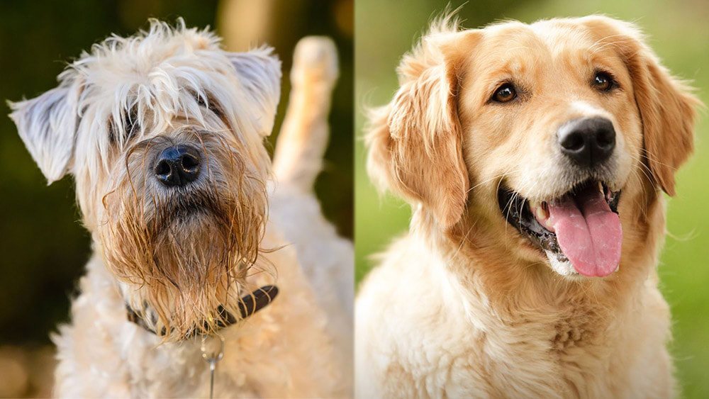 Soft Coated Golden (Wheaten Terrier Golden Retriever Mix): Info, Pictures, Traits & More