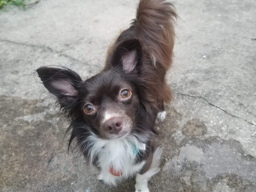 Penny as a fully grown Pekachoo