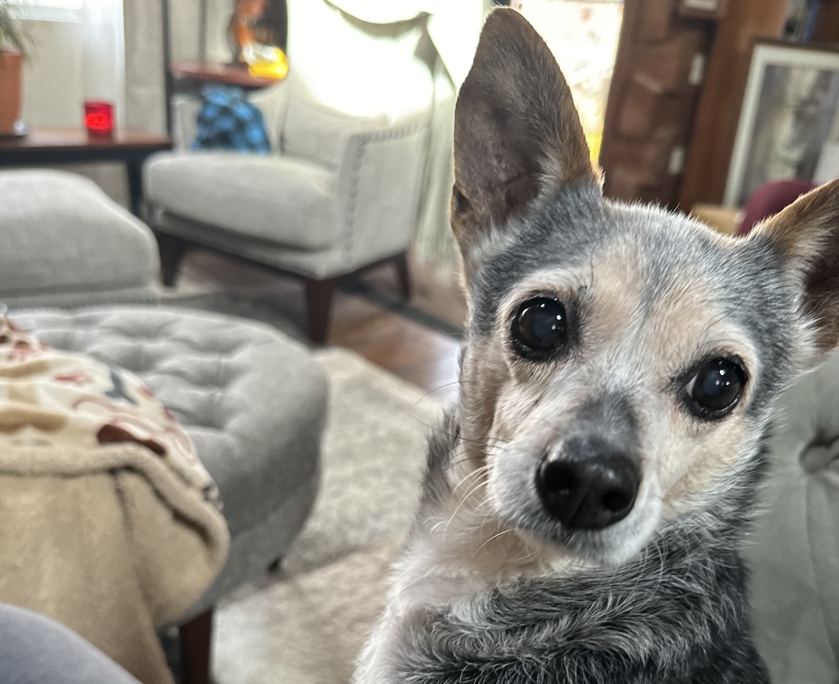Audacious Side-Eye & Other Subtle Ways That Pip Shows Hate Toward Me