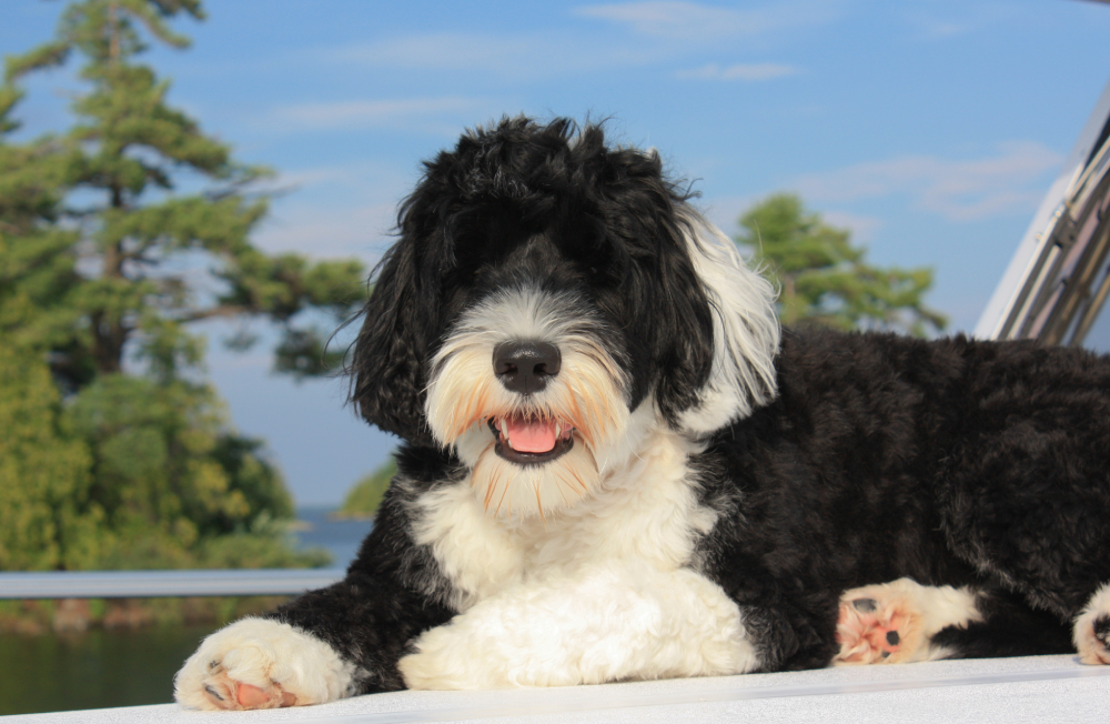 What Kind of Dog Did Obama Have? Breed Facts & FAQ