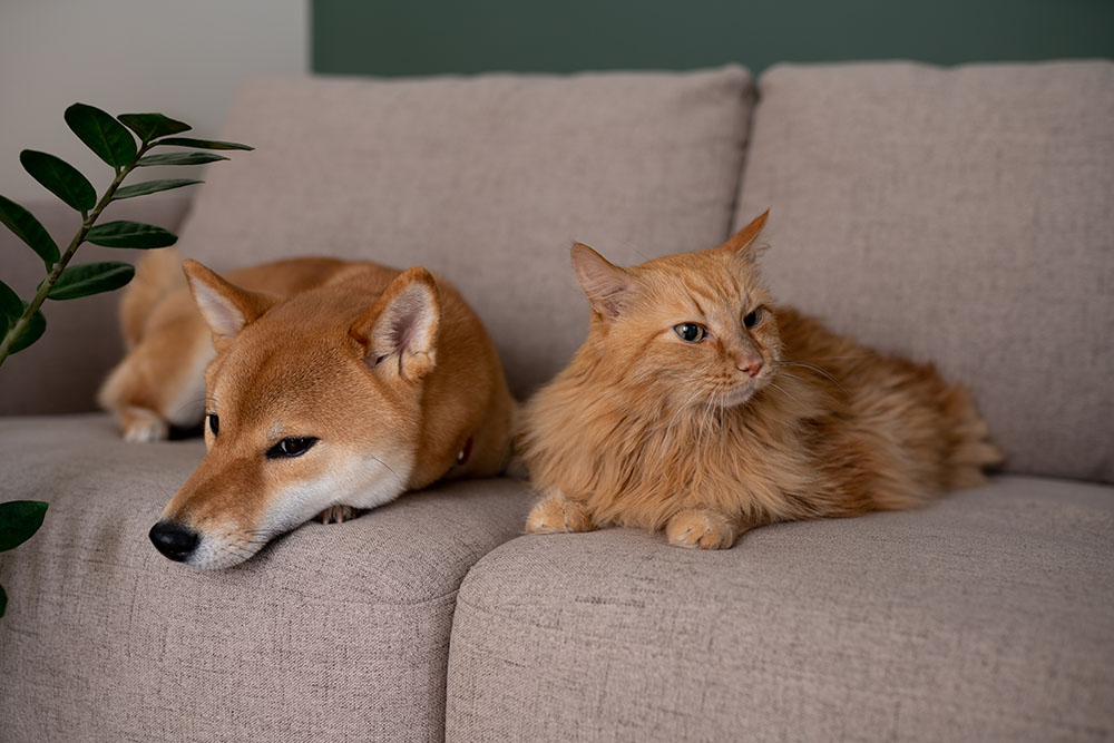 Red,Shiba,Inu,Dog,And,Red,Cat,Lying,On,Gray