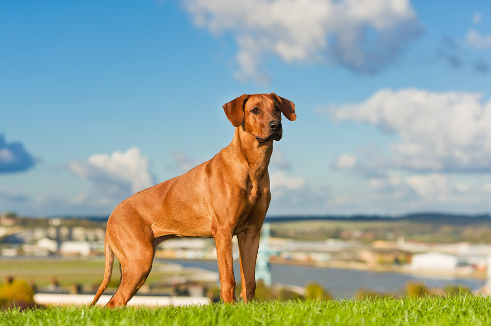 Are Rhodesian Ridgebacks Hypoallergenic? Vet-Verified Shedding Facts & Tips