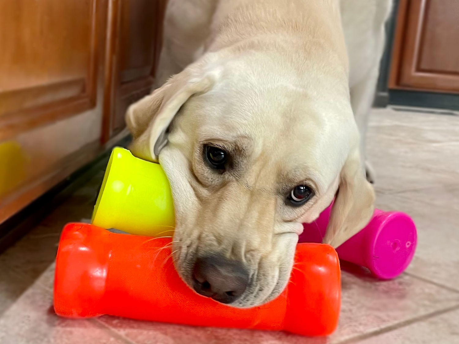 RuffDawg Dog Toys - dog biting the toys