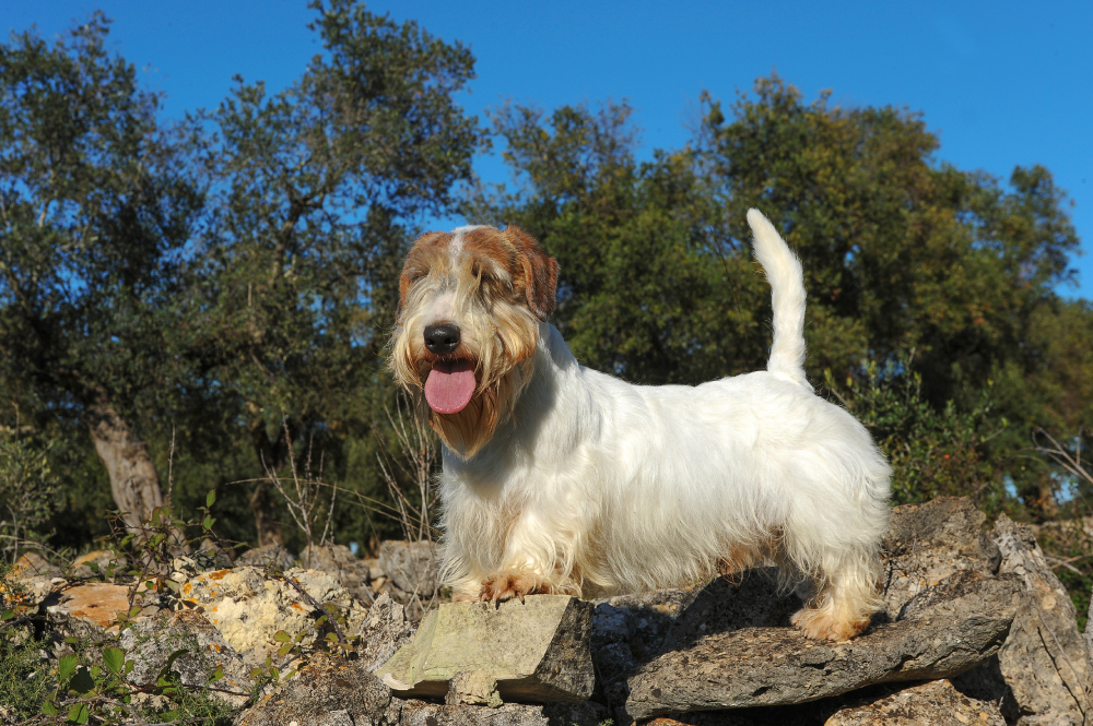 Sealyham Terrier Dog wet playing outdoors
