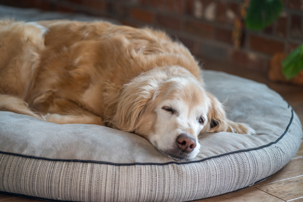Can Dogs Get Strep Throat? Vet Reviewed Prevention & Treatments