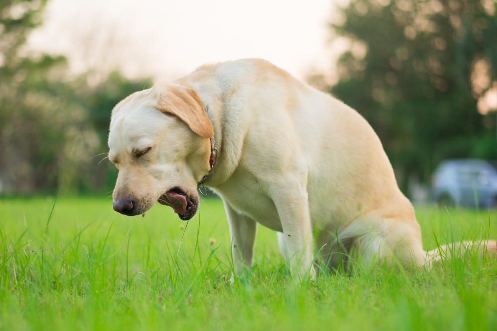 Why Is My Dog Coughing a Lot? 11 Vet-Verified Reasons