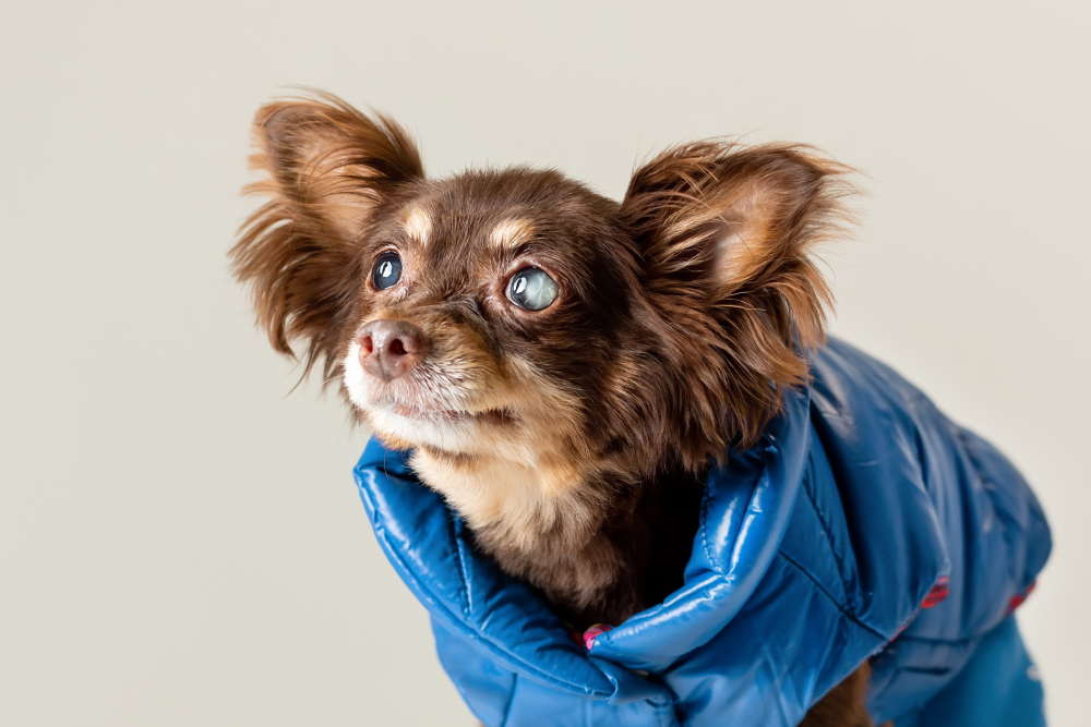 Small old purebred dog of toy terrier breed has problem with partly blind cataract eyes.