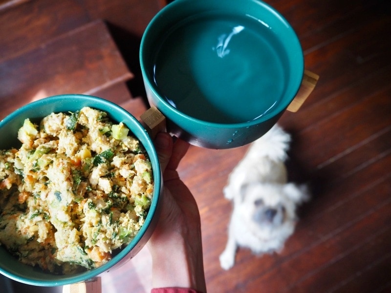 The-Farmers-Dog-fresh-food-turkey-recipe-in-bowl-being-served-to-white-dog