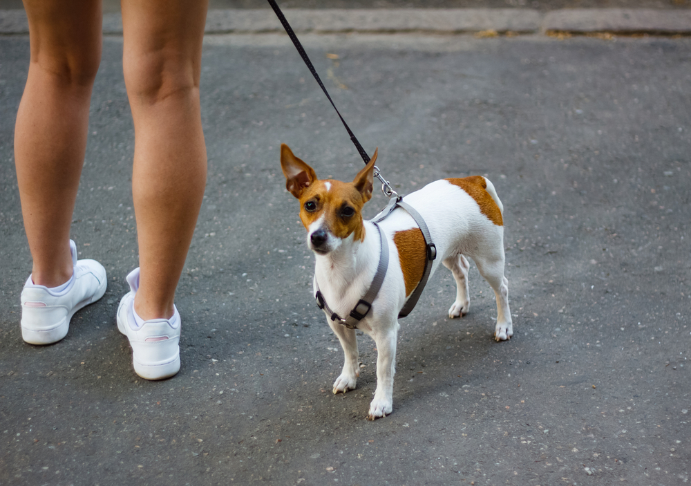 6 Reasons to Leash Your Dog With Safety Considerations