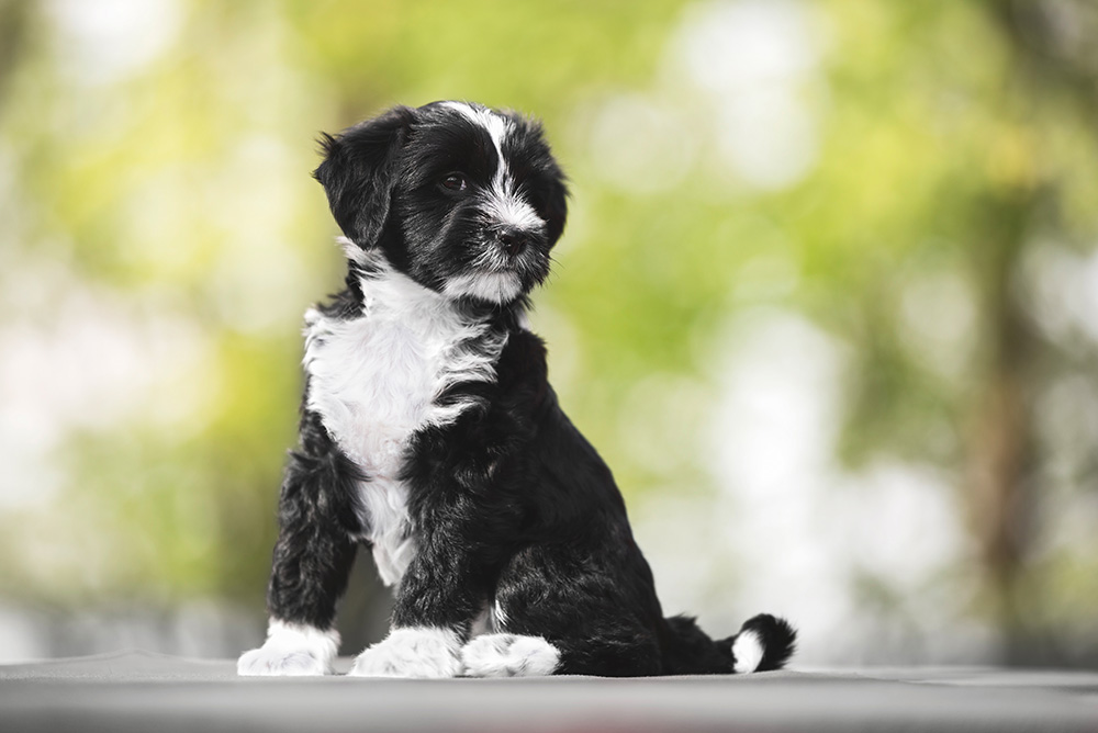 Tibetan terrier puppy