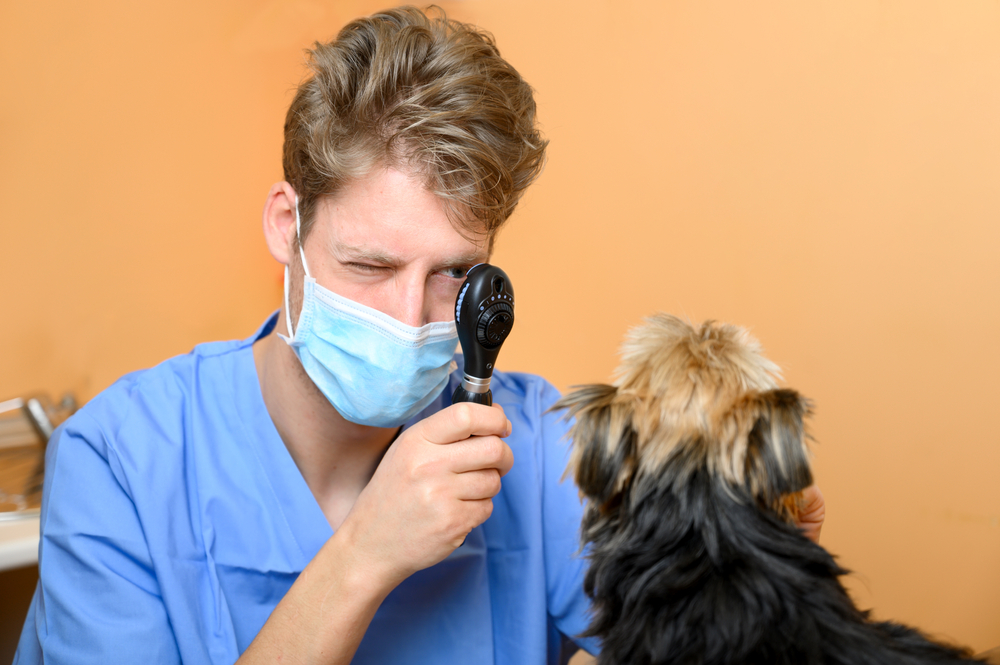 How Much Does a Dog Eye Exam Cost in 2026? Average Price & Info