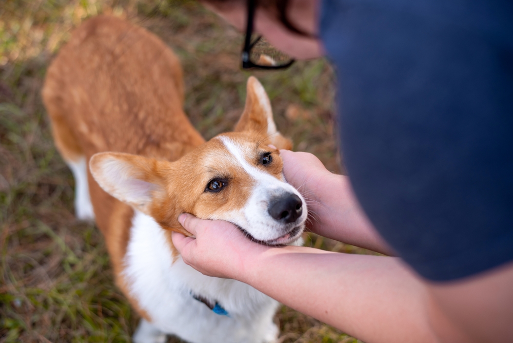 Palliative Care for Dogs: 8 Vet-Approved Ways to Make It Comfortable