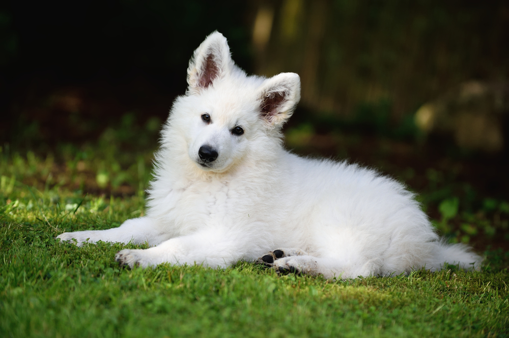 10-Week-Old Puppy: Vet-Verified Behaviors, Development & Care Guide