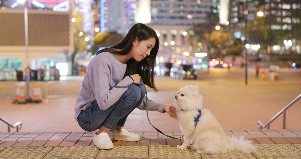 How to Have Safe Outdoor Fun With Your Dog at Night: 10 Vet-Approved Tips