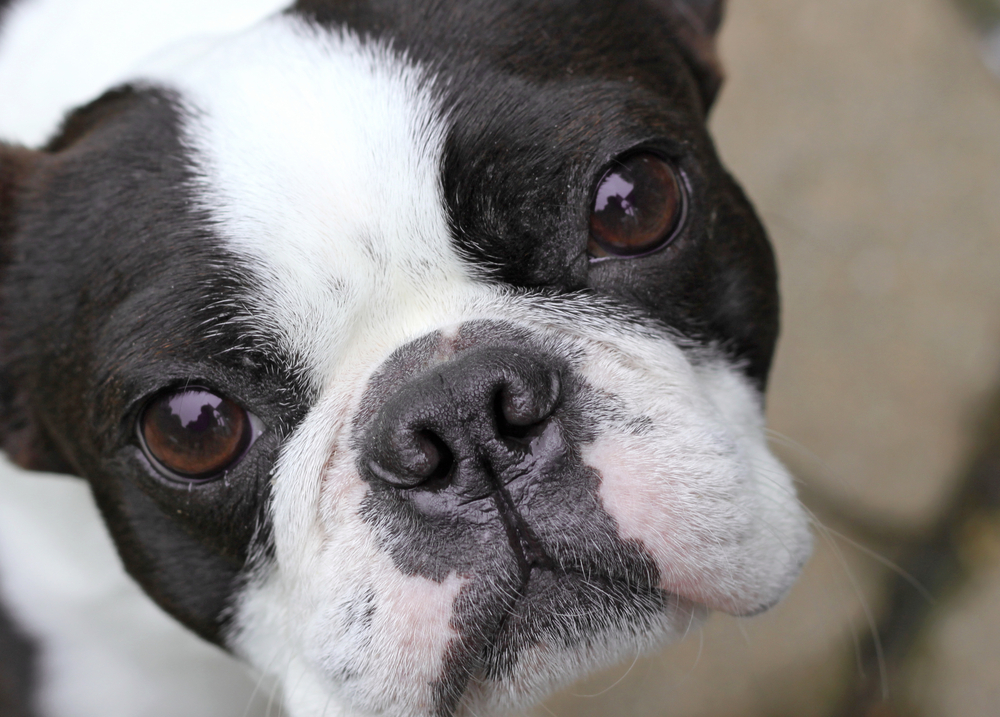Young Boston Terrier dog face close up