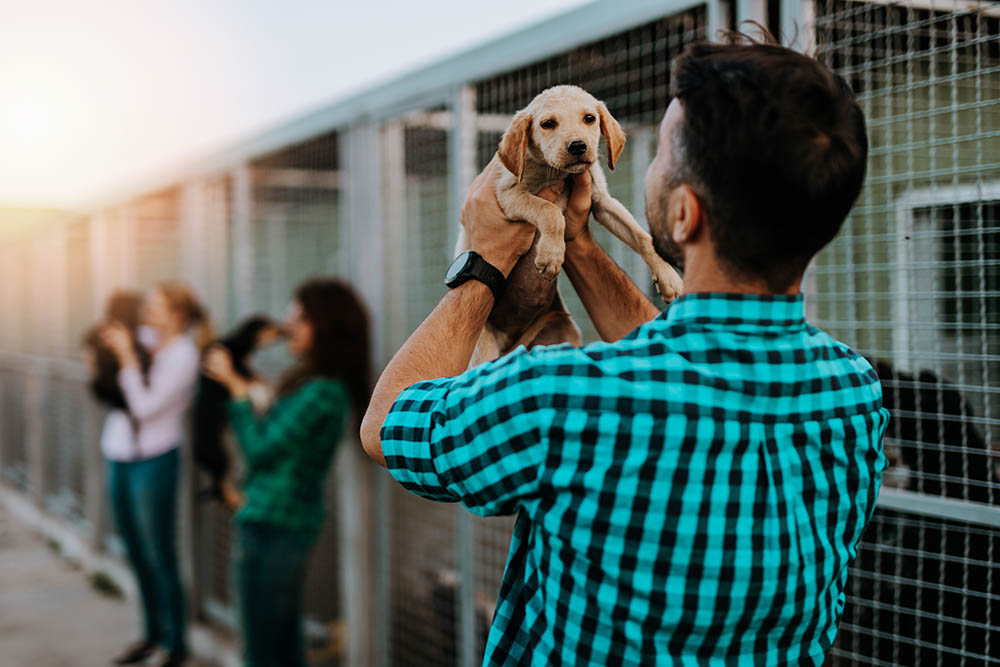 Adopting vs Buying a Dog: Vet-Reviewed Pros, Cons & What to Choose