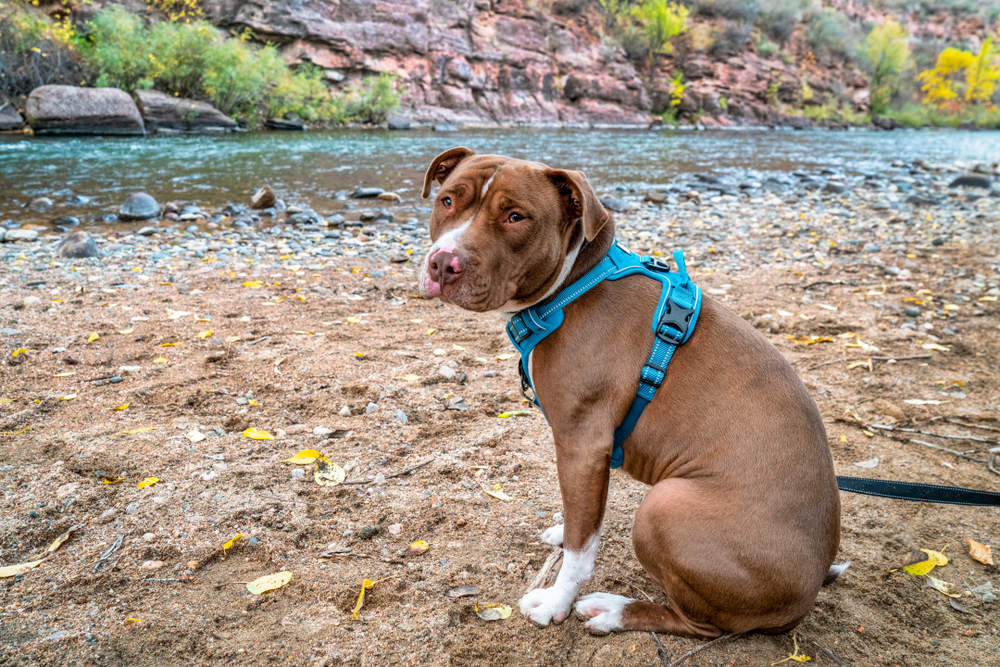 10 Best No-Pull Dog Harnesses in 2026 – Reviews & Top Picks