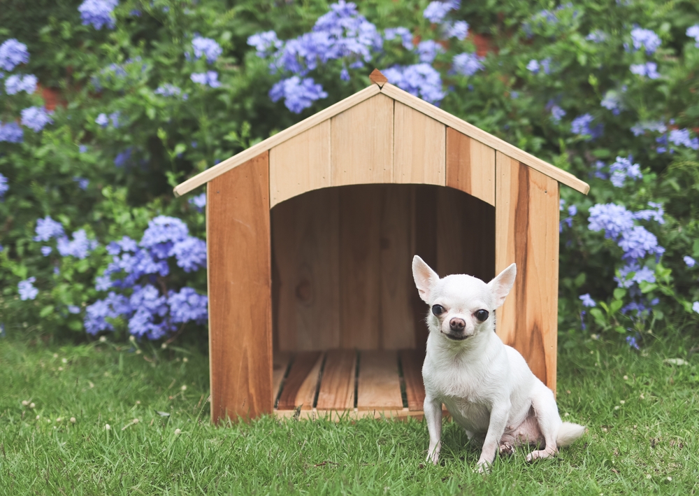 a chihuahua outside its dog house