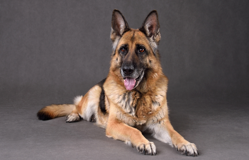 15 Colleges With Dog Mascots in 2026
