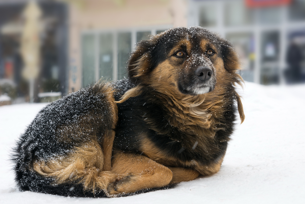 Hypothermia in Dogs: Vet-Reviewed Signs, Causes & Treatment