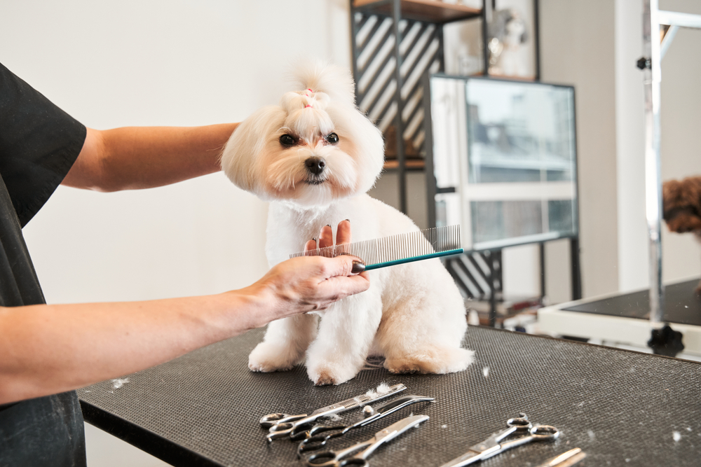 What Is Japanese Style Dog Grooming? Canine Hairstyle Facts & FAQ