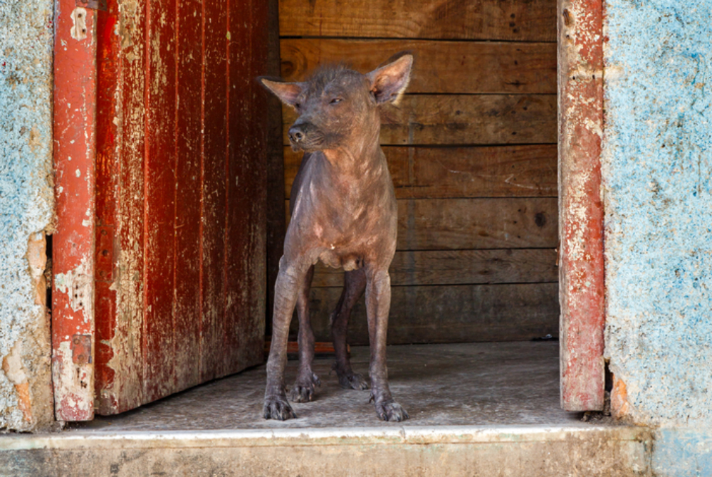 Abyssinian Sand Terrier Dog Breed: Info, Pictures, Origin & History