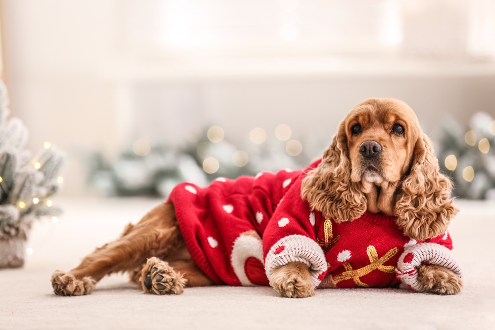 Holiday Safety Tips for Dogs: Vet Approved Advice
