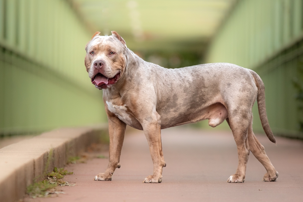 an american XL bully dog standing outdoors