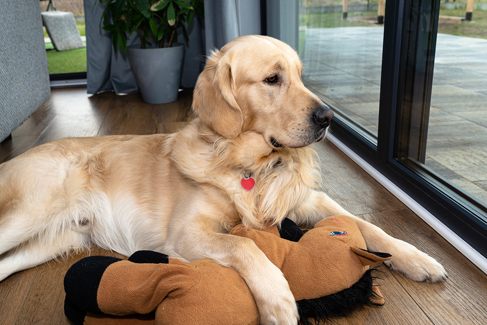 anxious golden retriever waiting for someone