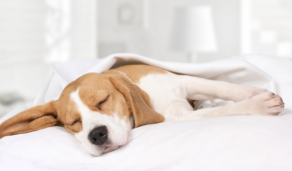 Why Do Dogs Snore? 5 Common Reason & Health Insights from Our Vet