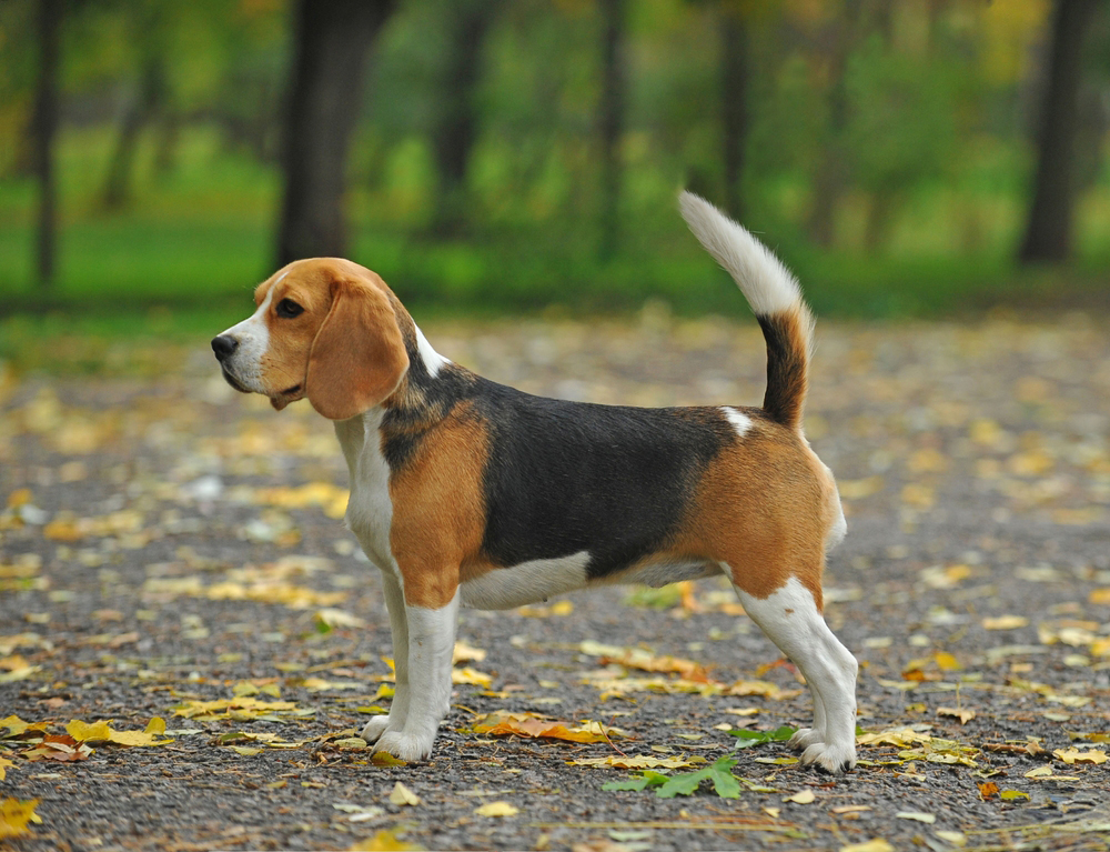 How Big Do Beagles Get? Vet-Verified Average Weight & Growth Chart