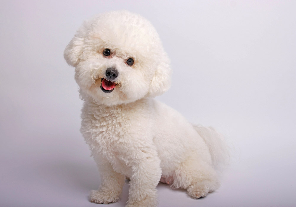 Bichon Frise Colors & Patterns (With Info & Pictures)