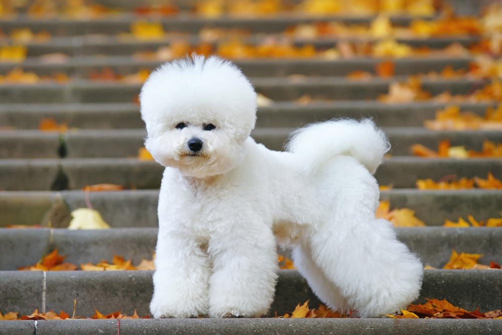 Royals Bark at the Park: What It Is & How to Bring Your Pup