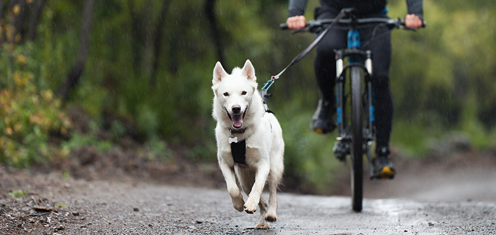 Bucket List for Dogs: 50 Awesome Ideas to Make Fun Memories