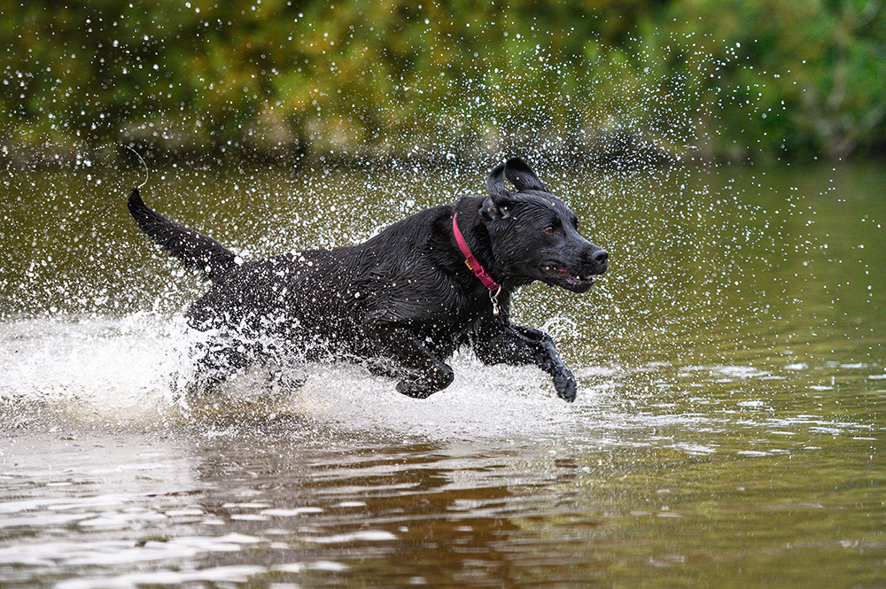 18 Dog Breeds Who Love Water and Swimming: With Info & Pictures