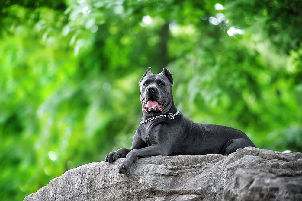 blue cane Corso dog
