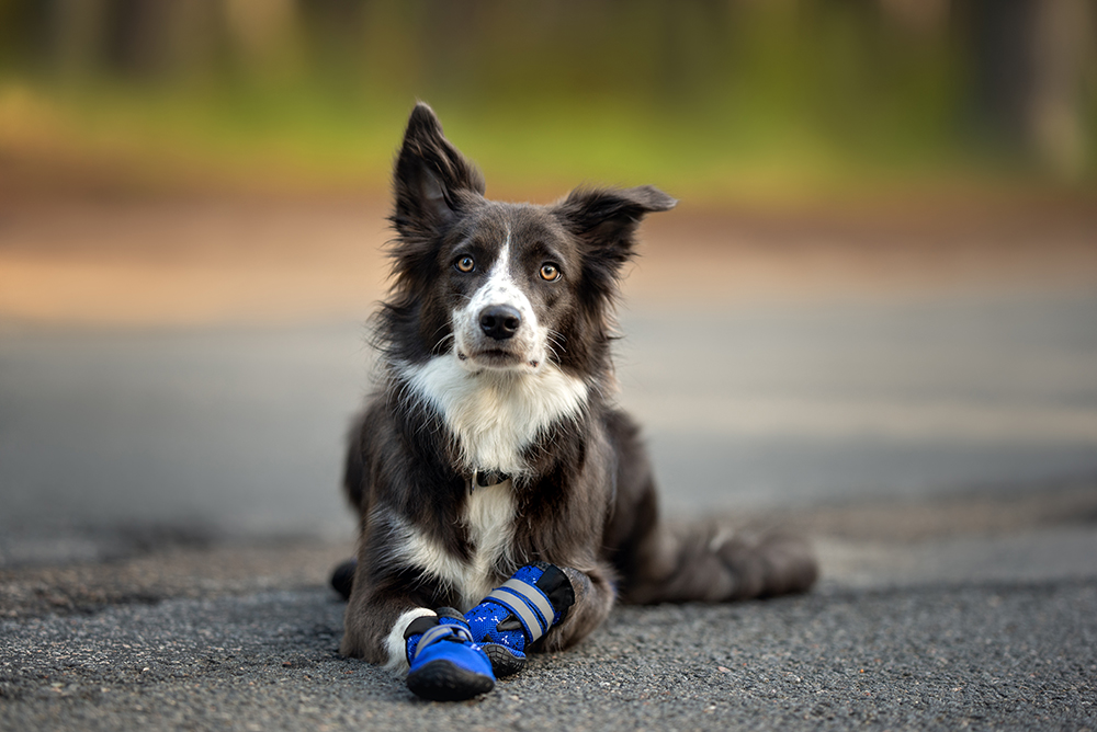 Do Dogs Need Shoes? Vet-Reviewed Safety & Facts Explained