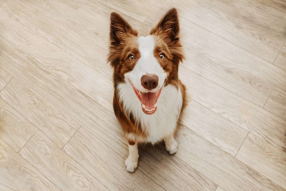 Border Collie Dog Breed: Info, Pictures, Care & More